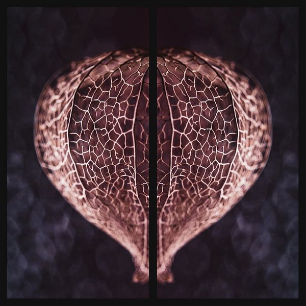 Physalis heart by audreyhoubenfotografie