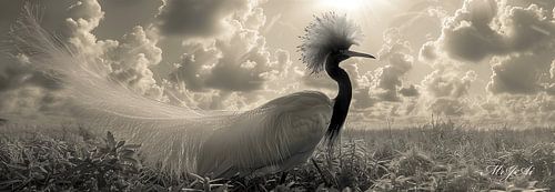 Zonovergoten Elegantie: Een Paradijsvogel in Glorieuze Weelde