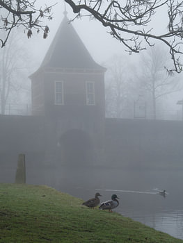 Fog Day