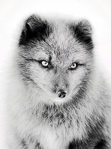 Polarfuchs