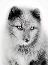 Polarfuchs von Mad Dog Art Miniaturansicht