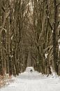 Winter Wonderland by Moetwil en van Dijk - Fotografie thumbnail