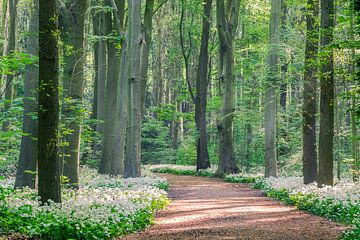 Amsterdamse Bos by Niels Barto