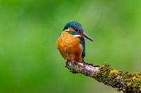 Eisvogel auf seinem Ansitz