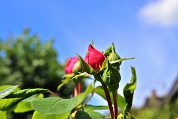 Close-up van een rozenbloesem