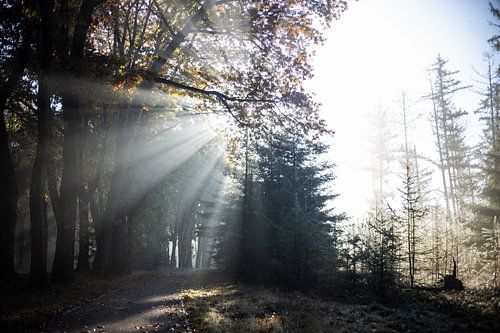 Ochtendlicht herfst Planken Wambuis zonneharp Veluwe van Jett Fotografie