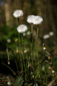 Fleurs de pissenlit