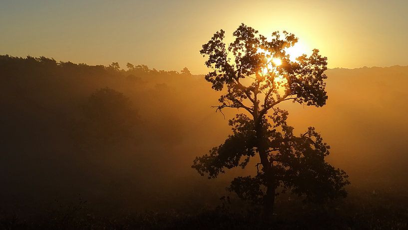 Gouden Boom par Daphne Photography