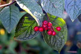 Poison or not : Red berries von Photoart-Naegele