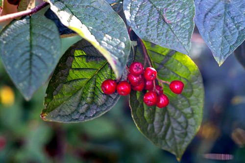 Vergif of niet : Rode bessen