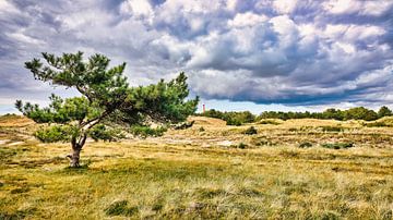 Die Dünen mit Blick auf den Leuchtturm in Den Helder von eric van der eijk