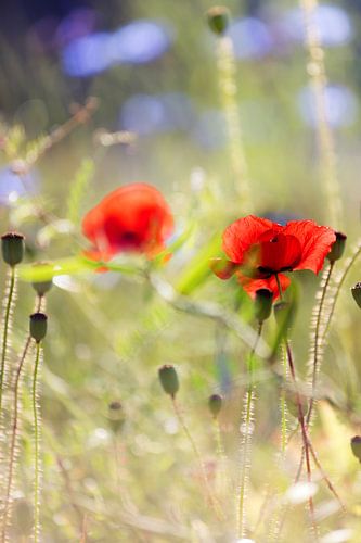 poppies