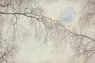 Takken met de Maan in een Romantische droomwereld. van Alie Ekkelenkamp thumbnail