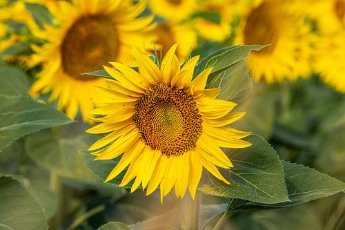 Bij eet uit zonnebloem