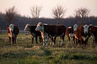 Koeien op landgoed Scholtenszathe in Drenthe