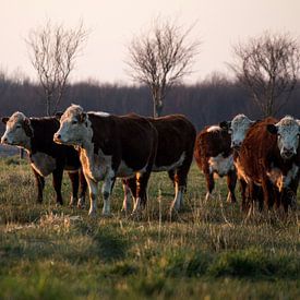 Koeien op landgoed Scholtenszathe in Drenthe van Dennis Hooiveld