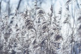 Schönes Silbergras im Winter von Imladris Images