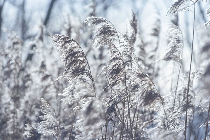 Beautiful Silver Grass in Winter by Imladris Images