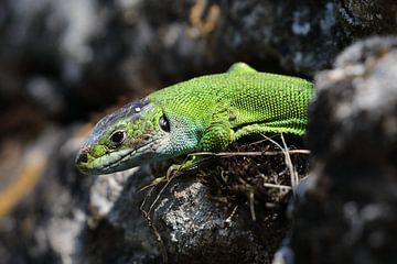 Lézard vert occidental (Lacerta bilineata) Allemagne sur Frank Fichtmüller