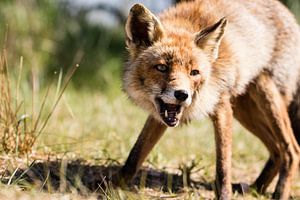 Vos in de Amsterdamse Waterleidingduinen sur Marie-Christine Alsemgeest-Zuiderent