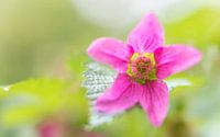 Kleurrijk bloemetje in het bos van Jacqueline de Groot thumbnail