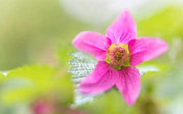 Kleurrijk bloemetje in het bos van Jacqueline de Groot