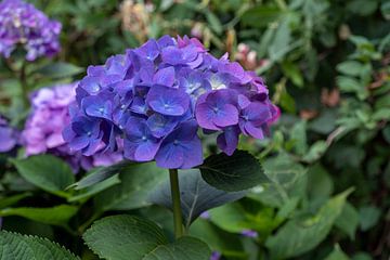 Violett-blaue Blüte einer Hortensie von Idema Media