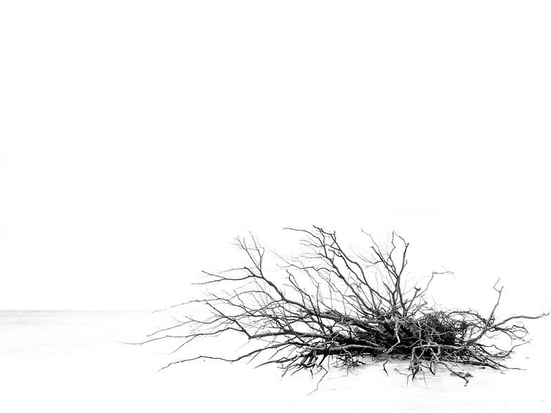 Fin d'un arbre par Lex Schulte