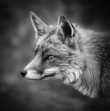 Portrait d'un renard en noir et blanc sur Marjolein van Middelkoop