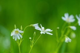 weiße Blumen in Grün von Mel van Schayk