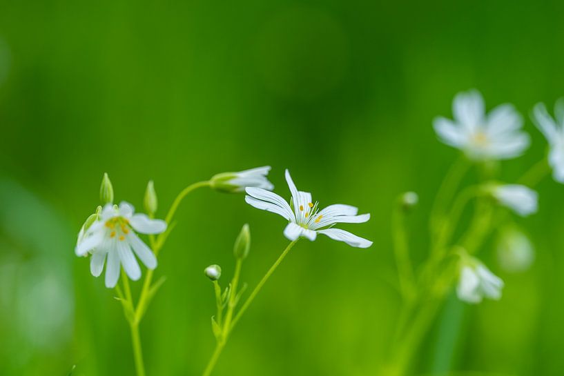 witte bloemetjes in het groen van Mel van Schayk