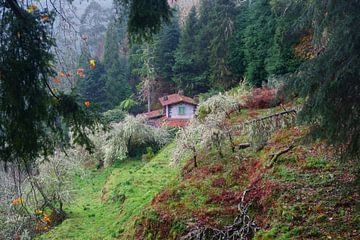 Huis in het bos van Michel van Kooten