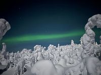 Northern lights with snow-covered trees