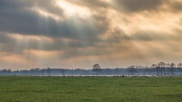 schapen met zonneharp von w grob