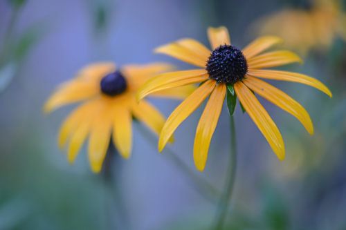 Rudbeckia fulgida