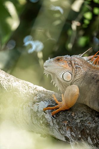 Heerser van Hoogten Iguana's Woudtroon