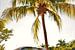 Klassieke auto onder een palmboom in Old Havana, Cuba van Wouter van der Ent