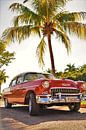 Classic car under a palm tree in Old Havana, Cuba by Wouter van der Ent thumbnail