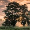 lever du soleil derrière les arbres dans la zone des marais sur Michel Seelen