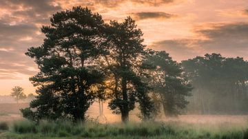 Sonnenaufgang hinter Bäumen im Moorgebiet von Michel Seelen