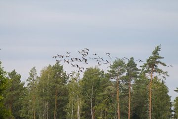 Kraanvogels in vlucht van Rebecca Koolwijk