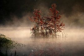 Stille im Morgennebel von Wouter van der Pluym