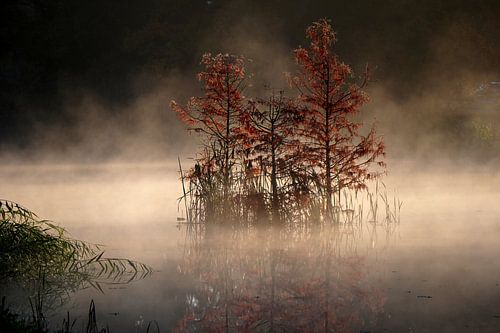 Silence in the Morning Mist