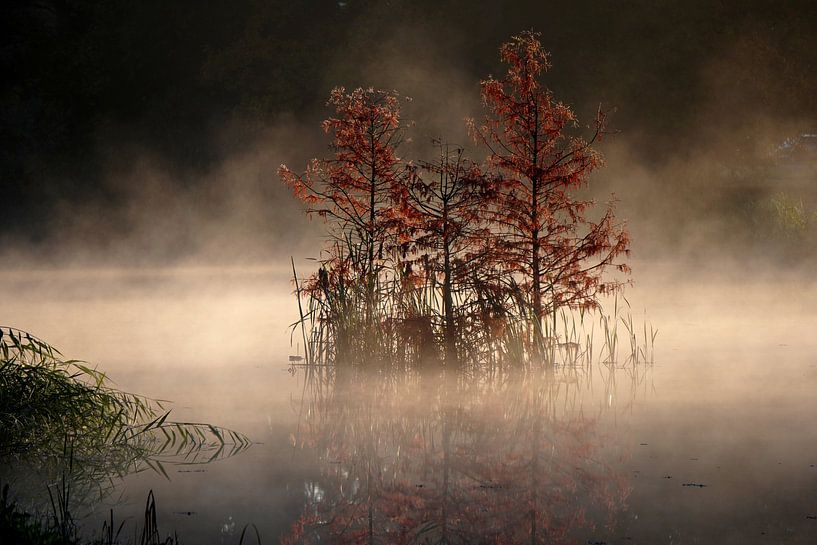 Silence dans la brume matinale par Wouter van der Pluym