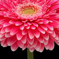 Gerbera 'Powerball'