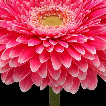 Gerbera 'Powerball' by Paul Heijmink