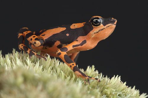 Hoogmoeds Harlekijnpad (Atelopus hoogmoedi)
