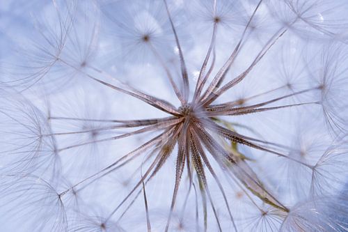 Das Herz des Löwenzahns