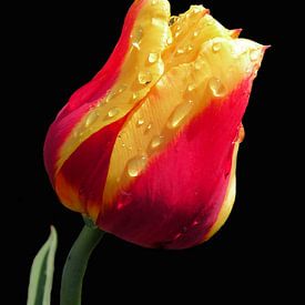 Yellow and red tulip van Ioana Hraball