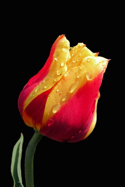 Gelbe und rote Tulpe van Ioana Hraball